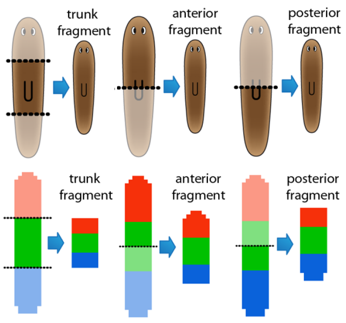 Model of planarian regeneration