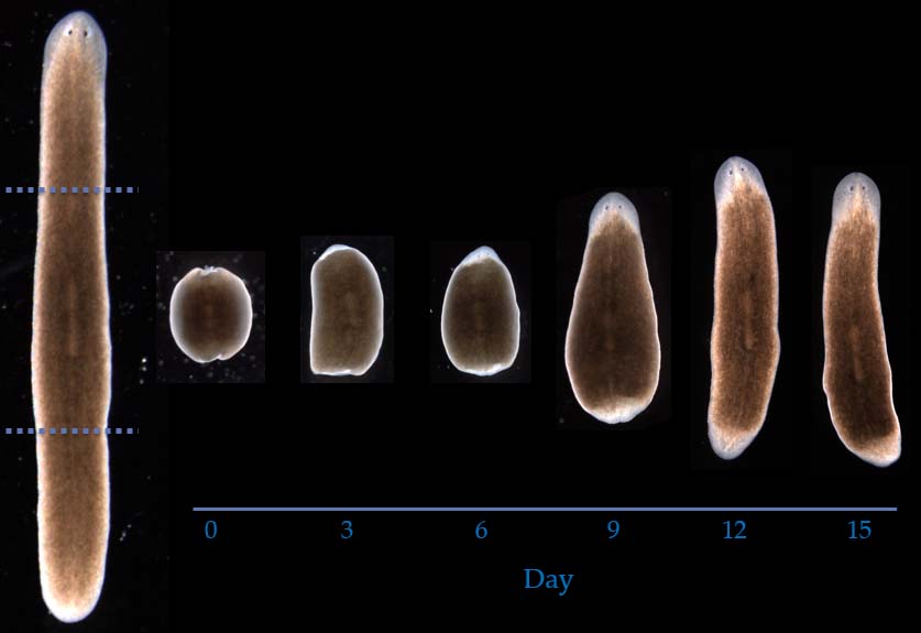 Planarian regeneration